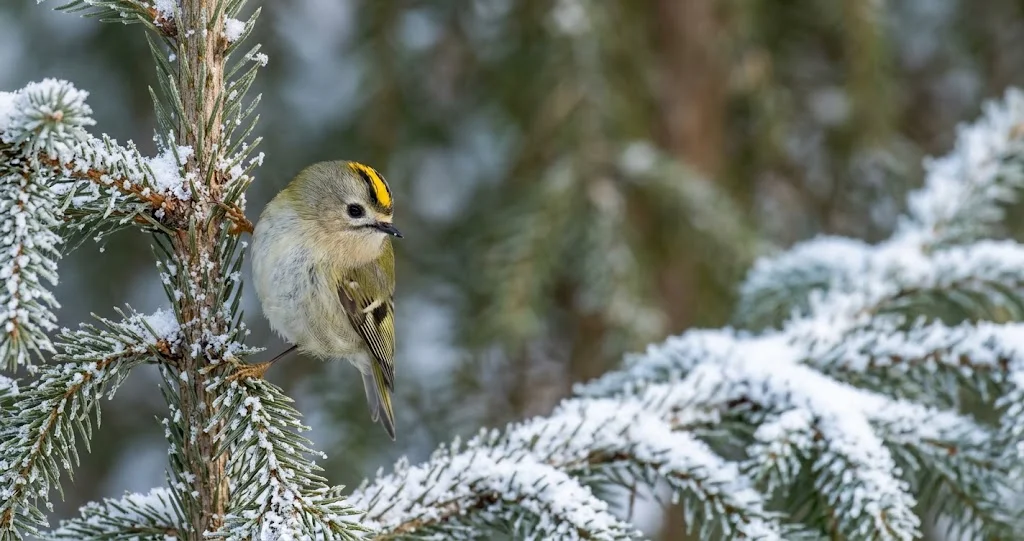 Wintergoldhähnchen sucht auf einem Fichtenzweig nach Nahrung