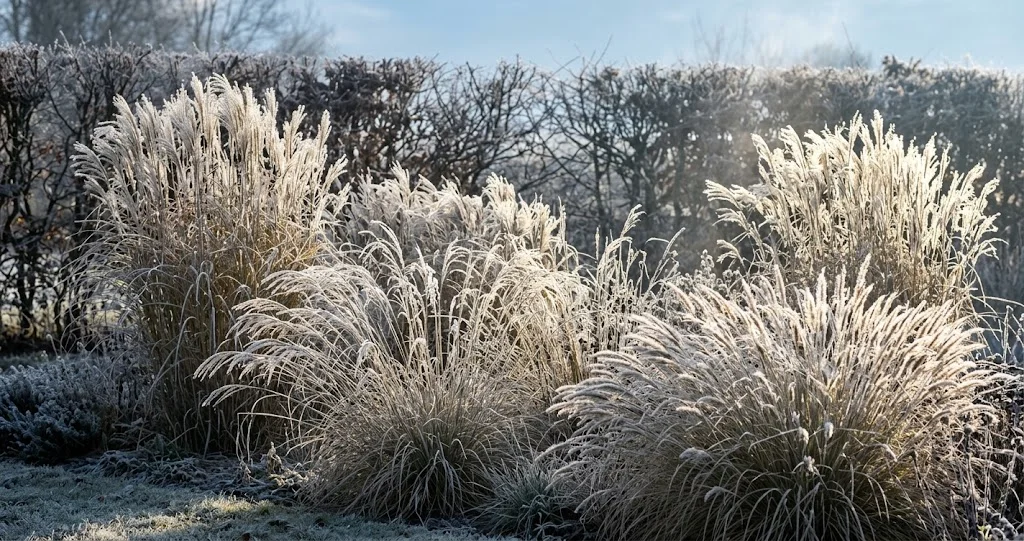 Ziergräser mit Raureif im Wintergarten