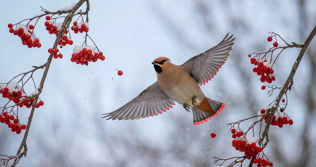 Seidenschwanz im Flug zwischen Vogelbeerzweigen