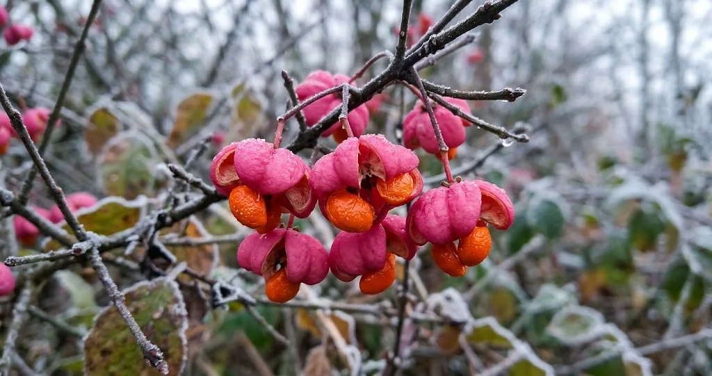 Aufgeplatzte pinke Samenkapseln des Pfaffenhütchens mit orangefarbenen Samen