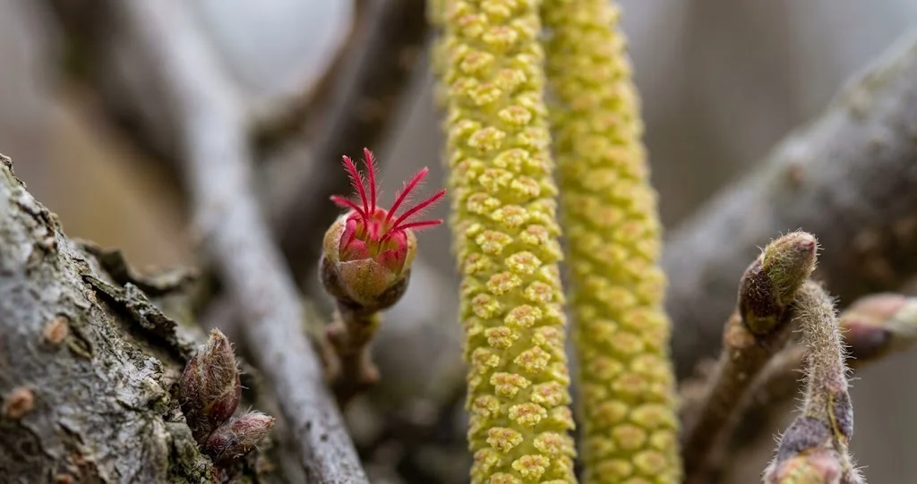 Winzige rote Narben der weiblichen Haselblüte neben einem männlichen Kätzchen