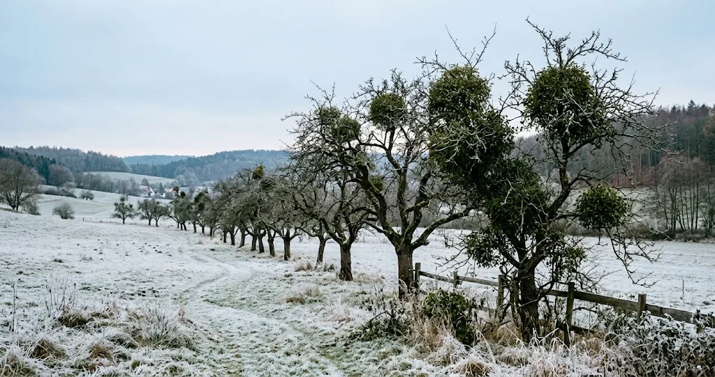Misteln in den kahlen Ästen alter Apfelbäume auf einer Streuobstwiese im Winter