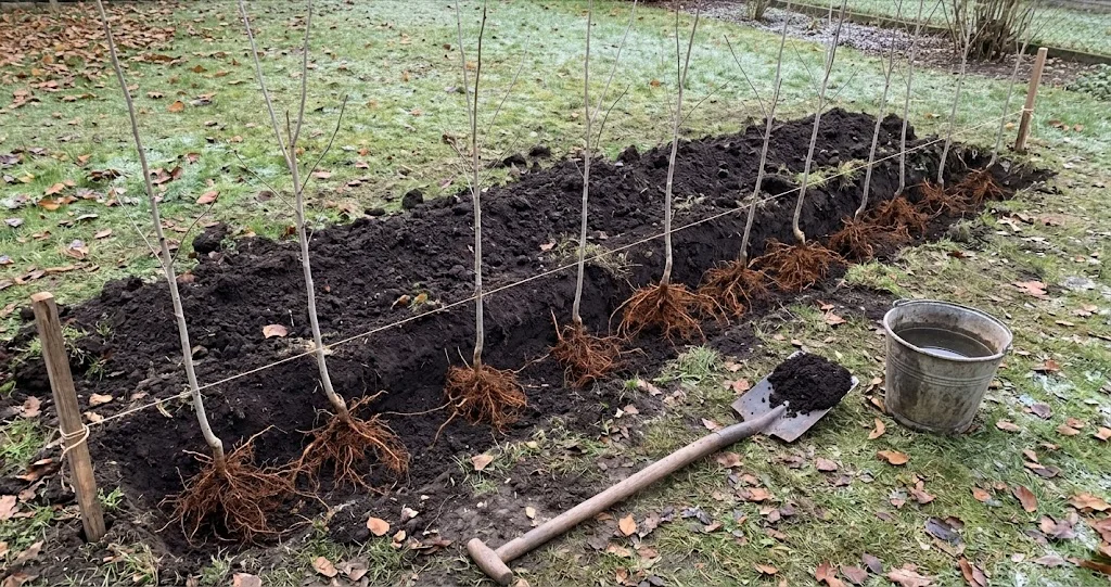 Wurzelnackte Hainbuchen in einem Pflanzgraben