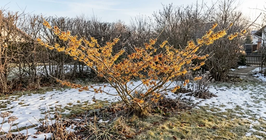 Blühende Zaubernuss mit gelben Blüten im Winter