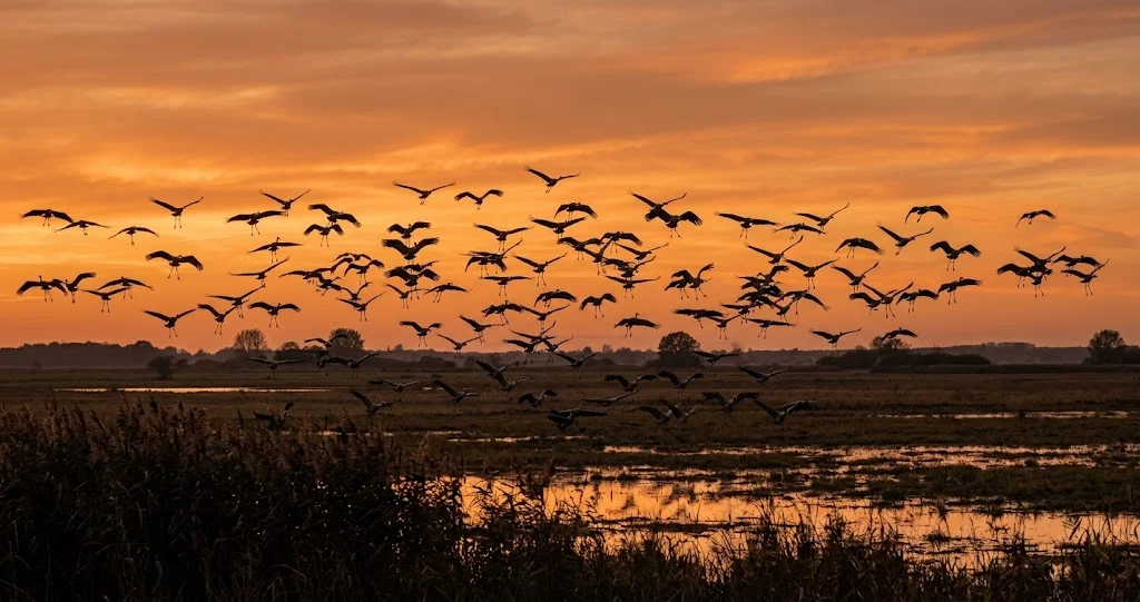 Kraniche landen bei Sonnenuntergang auf einem Rastplatz in Norddeutschland