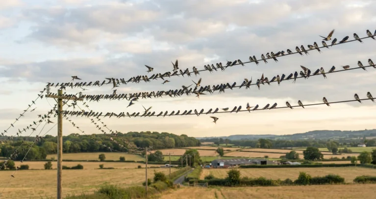 Zugvögel und ihre Ziele: Wohin fliegen unsere heimischen Arten?