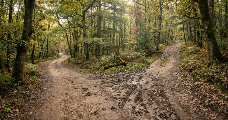 Tierpfade im Wald erkennen: Fünf Spuren und ihre Verursacher