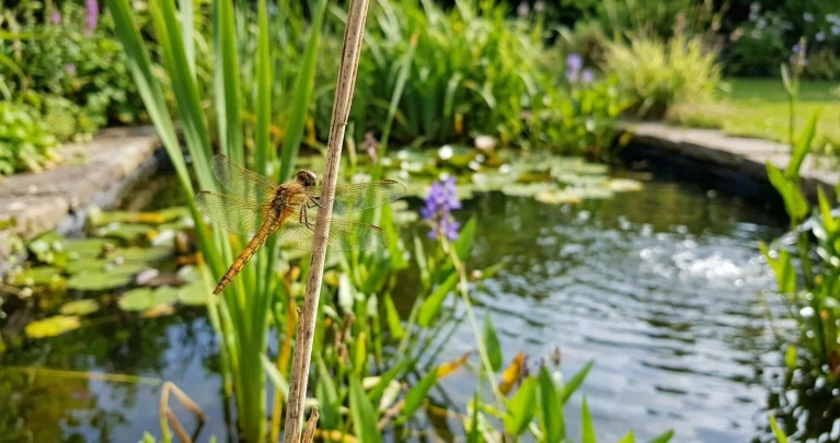 Libellen am Flügel erkennen: 6 heimische Arten im Vergleich