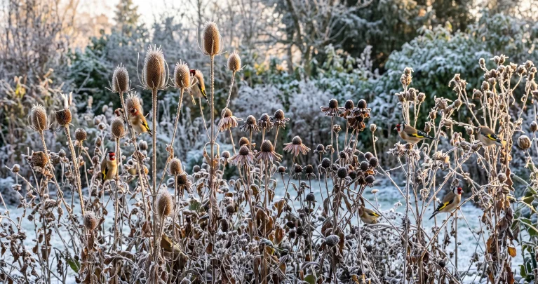 Samenstände für Wintervögel: 9 Pflanzen, die man stehen lassen sollte