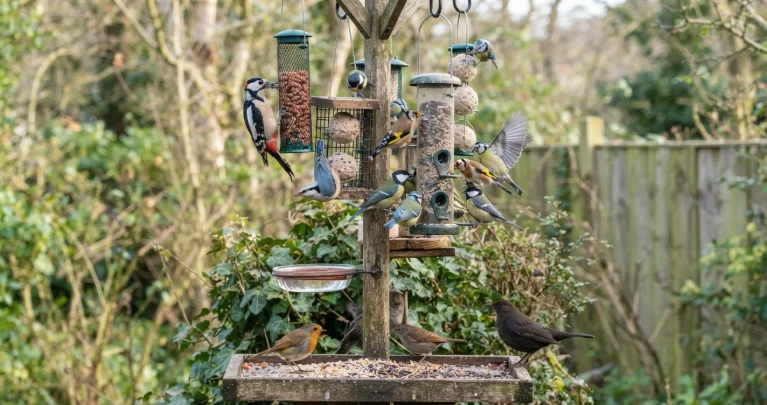Heimische Gartenvögel im Steckbrief: 5 Arten im Porträt