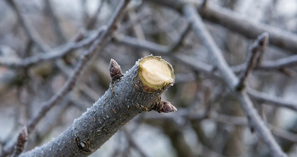 Sauberer Schnitt oberhalb einer Knospe an einem ruhenden Ast