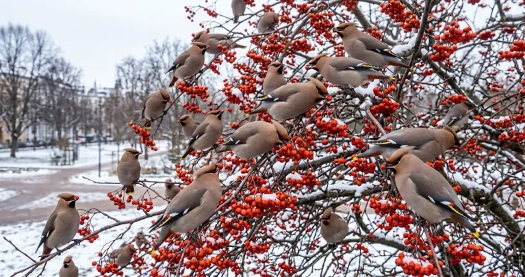 Seidenschwänze in Deutschland: Warum sie nur manche Winter auftauchen
