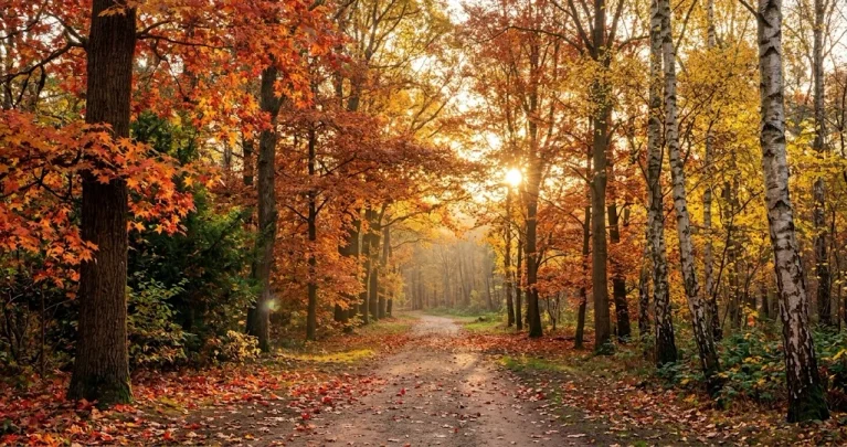 Herbstfärbung erklärt: Warum Laub gelb, orange und rot wird