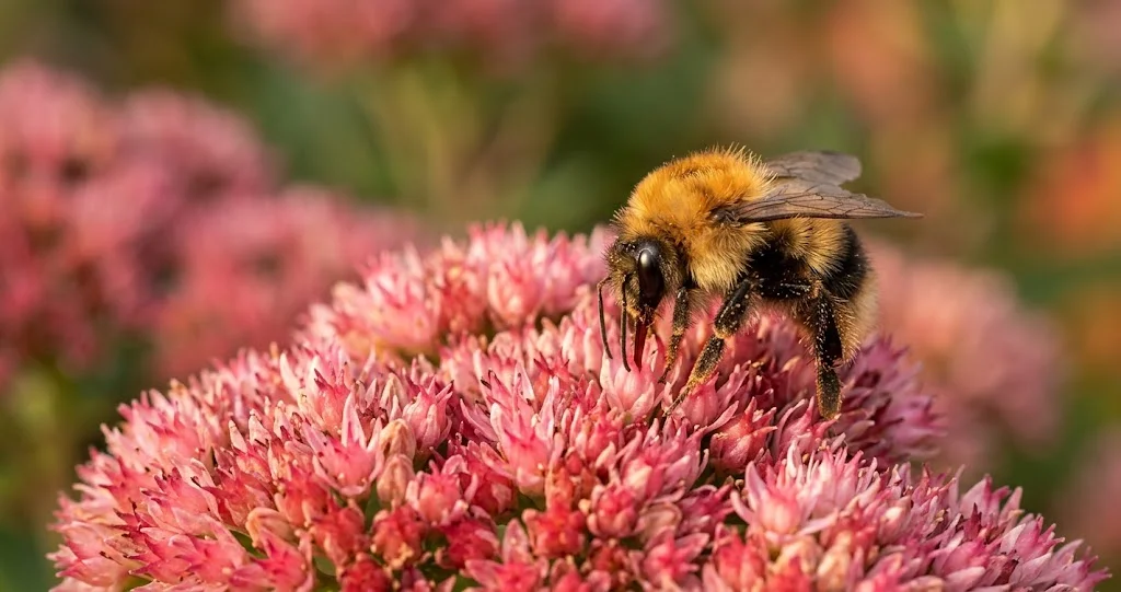 Hummel auf einer blühenden Fetthenne
