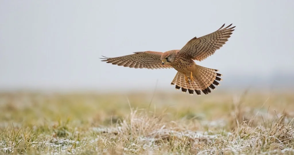 urmfalke im Rüttelflug über einer Wiese