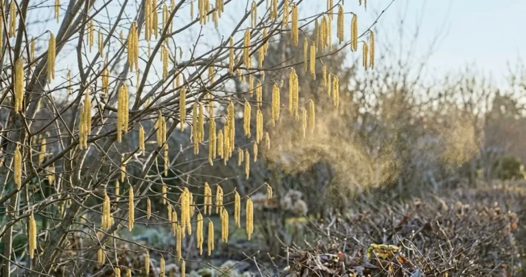 Haselkätzchen im Winter: Erste Pollenquelle und Lebensraum im Garten