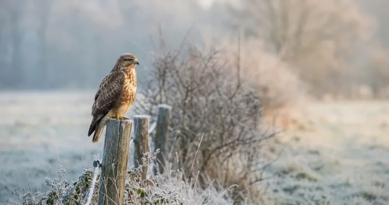 Greifvögel im Winter beobachten: Mäusebussard, Turmfalke und Co. erkennen