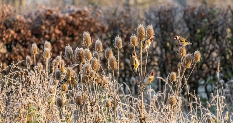 Stieglitz im Winter: So locken Sie den bunten Distelfink mit Samenstauden in den Garten