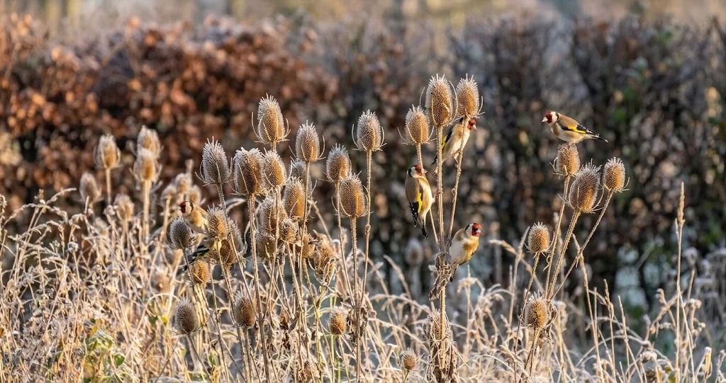 Stieglitze an einer Wilden Karde im Winter