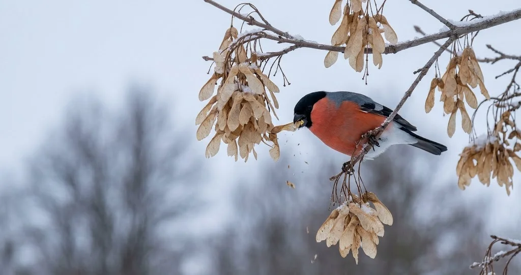 Gimpel frisst Samen von einem Bergahorn im Winter