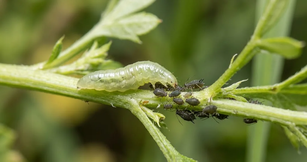 Schwebfliegenlarve frisst Blattläuse an einem Pflanzenstängel
