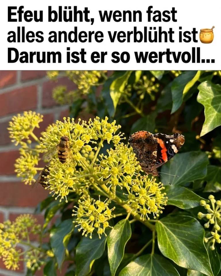 Efeu im Garten: Warum die Herbstblüte für Insekten so wichtig ist