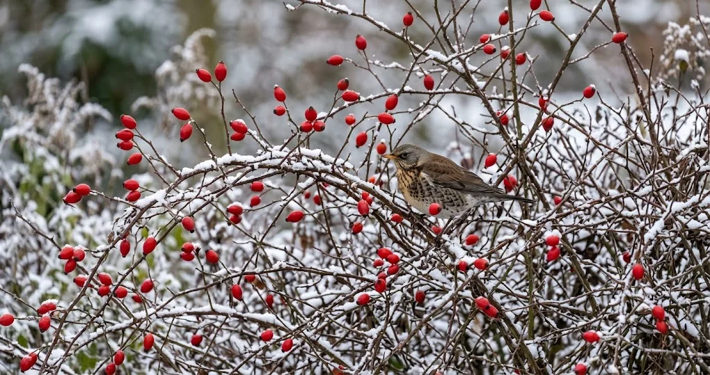 Hundsrose mit roten Hagebutten im Winter