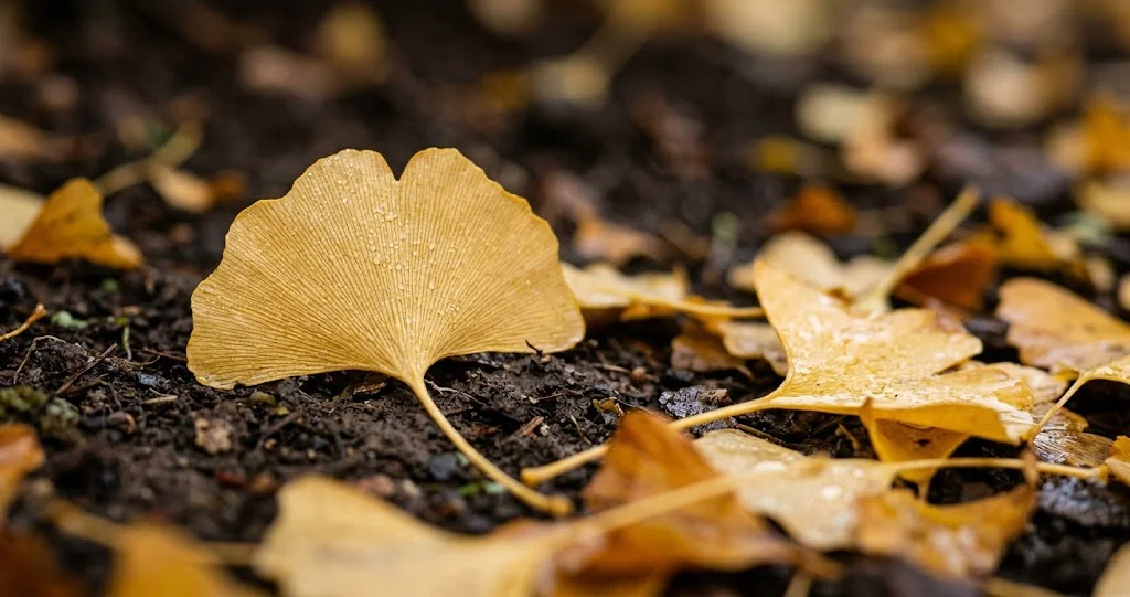 Einzelnes gefallenes Ginkgoblatt mit sichtbaren Blattadern auf dunkler Erde
