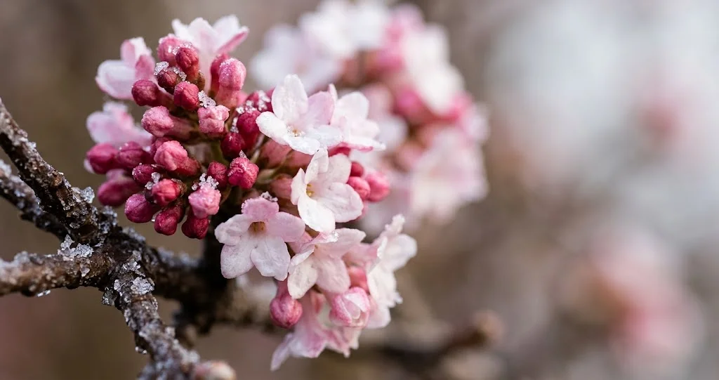 Rosa Knospen und weißrosa Blüten des Winterschneeballs im Detail
